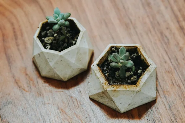 Macetas decoradas con patrones geométricos